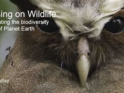 Discover the Ultimate Guide to Catching Any of Big Bass in Freshwater Lakes and Rivers